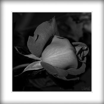 Arts numériques intitulée "Black Rose" par L Kerval, Œuvre d'art originale, Peinture numérique