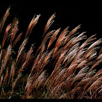 제목이 "Herbes au vent"인 디지털 아트 L Kerval로, 원작