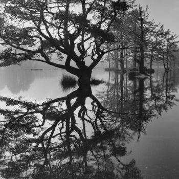 Photographie intitulée "She Tree Dancing" par Kevin Felts, Œuvre d'art originale, Photographie numérique