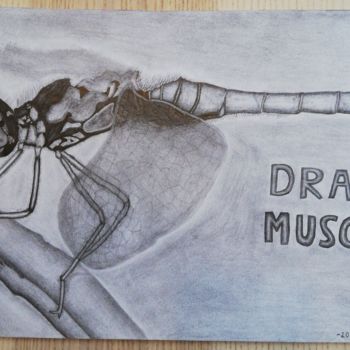 "Draco musca" başlıklı Resim Kevin Schaller tarafından, Orijinal sanat, Kalem