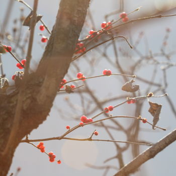 Fotografia intitolato "Winter Berries in t…" da Khylin Bellhorn, Opera d'arte originale, Fotografia digitale