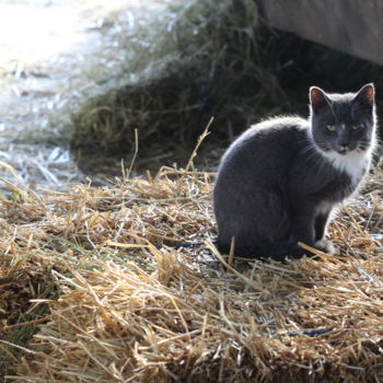 제목이 "Kitty on the Hay"인 사진 Khylin Bellhorn로, 원작, 디지털