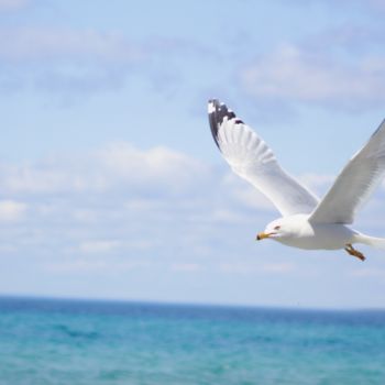 제목이 "Seagull's Flight"인 사진 Khylin Bellhorn로, 원작, 디지털