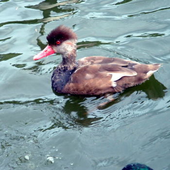 Fotografia zatytułowany „Water off a duck's…” autorstwa Kimmy, Oryginalna praca