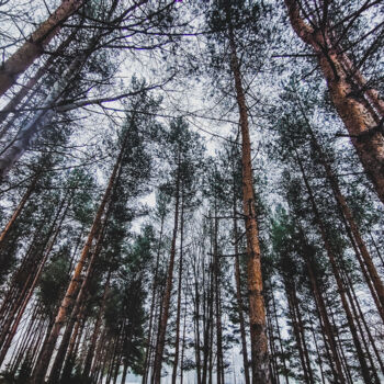 摄影 标题为“Treetops” 由Kimya Pehkonen, 原创艺术品, 数码摄影