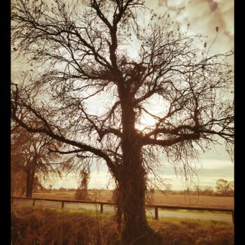 Photography titled "Bare tree" by Kind Angel, Original Artwork, Digital Photography