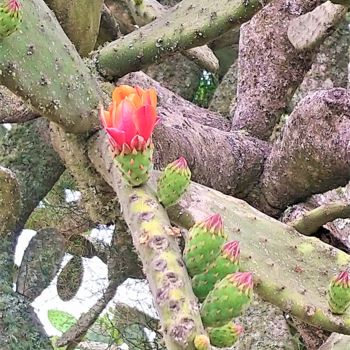 Fotografia intitulada "fleur de cactus" por Christine Pons, Obras de arte originais, Fotografia digital