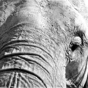 Photographie intitulée "elephansublime" par Christine Pons, Œuvre d'art originale