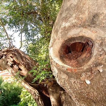 Fotografía titulada "Notre Arbre" por Christine Pons, Obra de arte original