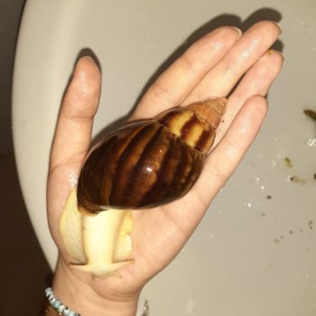 「AFRICAN SNAIL」というタイトルの写真撮影 Kirieによって, オリジナルのアートワーク, 操作されていない写真