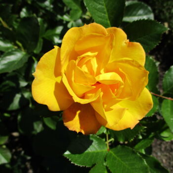 Fotografía titulada "Small Yellow Rose" por Kirsti Harmaja, Obra de arte original, Fotografía digital