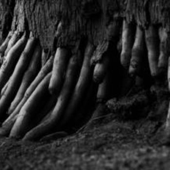 Photography titled "Root01" by Kishore Singh, Original Artwork