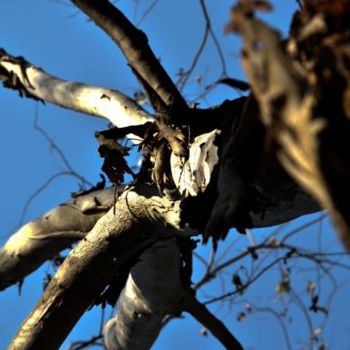 Photography titled "The Old Dead Tree03" by Kishore Singh, Original Artwork