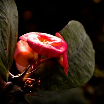 "euphorbia milii-3" başlıklı Fotoğraf Kishore Singh tarafından, Orijinal sanat