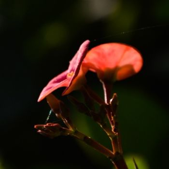 Fotografia intitulada "euphorbia milii-8" por Kishore Singh, Obras de arte originais