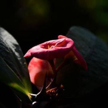 Fotografía titulada "euphorbia milii-14" por Kishore Singh, Obra de arte original