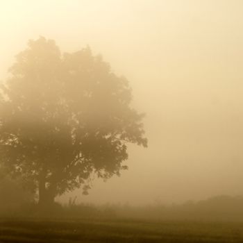 Photography titled "fog tree" by Klaus Vartzbed, Original Artwork