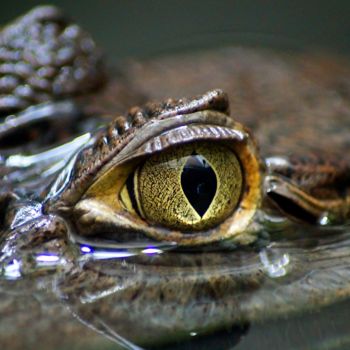 Photography titled "caiman eye" by Klaus Vartzbed, Original Artwork