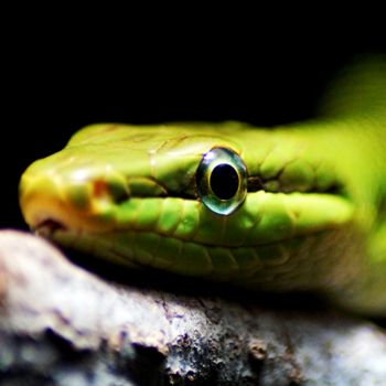 Photography titled "snake close up" by Klaus Vartzbed, Original Artwork