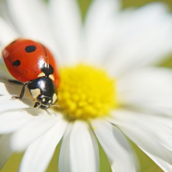 Фотография под названием "ladybug on a daisy" - Klaus Vartzbed, Подлинное произведение искусства