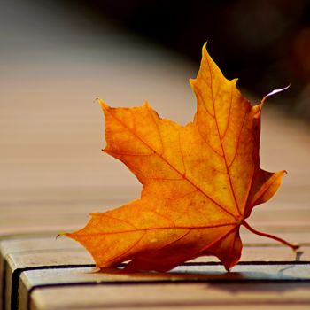 Photography titled "autumn leaf" by Klaus Vartzbed, Original Artwork