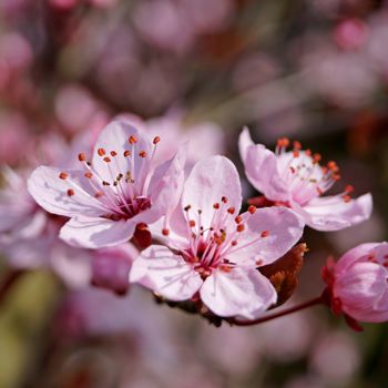 「Cherry Blossom」というタイトルの写真撮影 Klaus Vartzbedによって, オリジナルのアートワーク