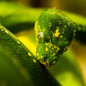 Photography titled "green snake with dr…" by Klaus Vartzbed, Original Artwork, Digital Photography