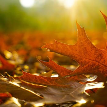 Photography titled "autumn in detail" by Klaus Vartzbed, Original Artwork, Digital Photography