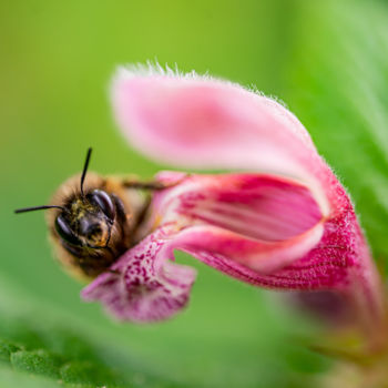 Fotografie getiteld "Bee hour and flower…" door Klaus Vartzbed, Origineel Kunstwerk, Digitale fotografie