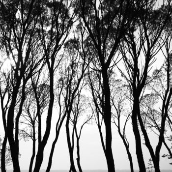 Photographie intitulée "Dancing Trees #1" par Dmitriy Kochergin, Œuvre d'art originale, Photographie numérique