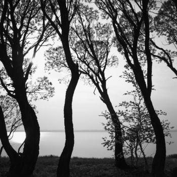 Photography titled "Dancing Trees #2" by Dmitriy Kochergin, Original Artwork, Digital Photography