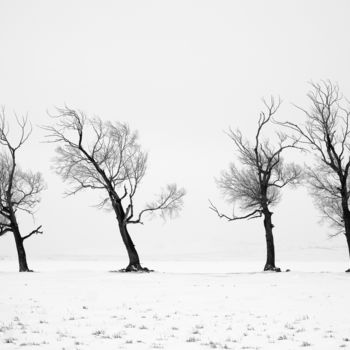 Fotografía titulada "Four Trees" por Dmitriy Kochergin, Obra de arte original, Fotografía digital