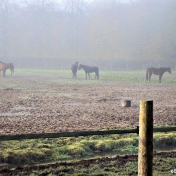 Fotografie getiteld "SIX HORSES" door Koen Vlerick, Origineel Kunstwerk