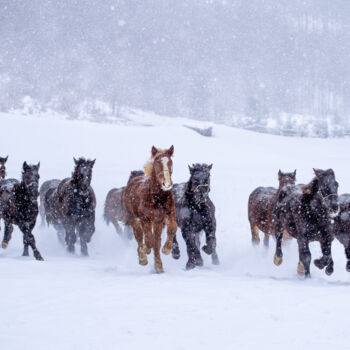 摄影 标题为“Winter gallop” 由Marek Kopnicky, 原创艺术品, 数码摄影