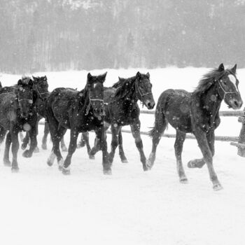 Photography titled "Winter gallop No.2" by Marek Kopnicky, Original Artwork, Digital Photography