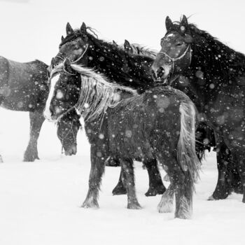 Fotografia intitolato "Horses during snowf…" da Marek Kopnicky, Opera d'arte originale, Fotografia digitale