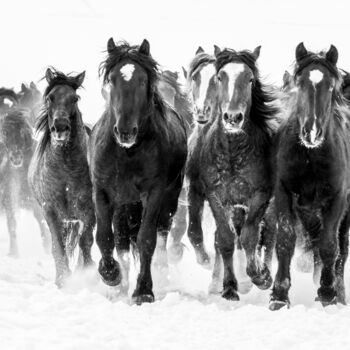 Photography titled "Winter gallop No.3" by Marek Kopnicky, Original Artwork, Digital Photography