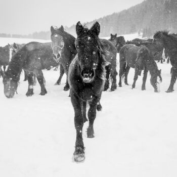 Fotografie mit dem Titel "Leader of the herd" von Marek Kopnicky, Original-Kunstwerk, Digitale Fotografie