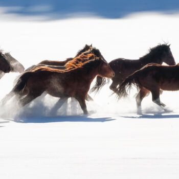 Photographie intitulée "Winter gallop No.4" par Marek Kopnicky, Œuvre d'art originale, Photographie numérique