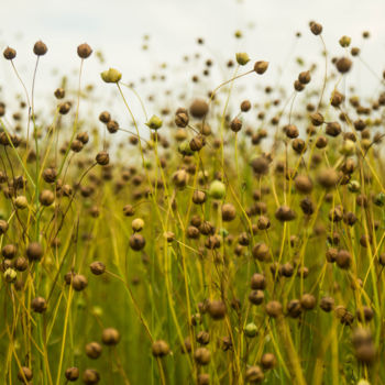 Fotografía titulada "Nature" por Wouter Kouwenberg, Obra de arte original