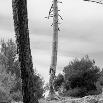 Photographie intitulée "Arbre mort" par Christophe Roussel, Œuvre d'art originale, Photographie numérique