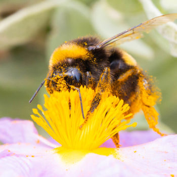 Photographie intitulée "Bain de pollen" par Christophe Roussel, Œuvre d'art originale, Photographie numérique