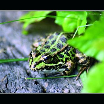 Photography titled "Grenouille3" by Kristel Genet, Original Artwork