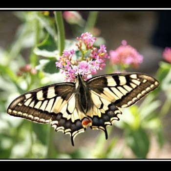 Photography titled "Papillon" by Kristel Genet, Original Artwork