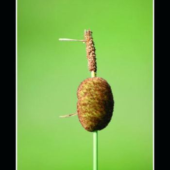 Photographie intitulée "Quenouille" par Kristel Genet, Œuvre d'art originale