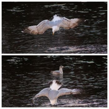 Fotografia zatytułowany „Seagull Diving on R…” autorstwa Kristen Olotka, Oryginalna praca, Fotografia cyfrowa