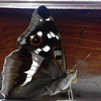 Fotografia intitulada "Butterfly on window" por Kristian Serbak, Obras de arte originais, Fotografia digital