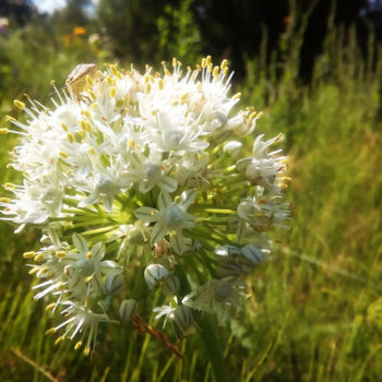 Fotografie getiteld "White star flower" door Kristian Serbak, Origineel Kunstwerk, Digitale fotografie