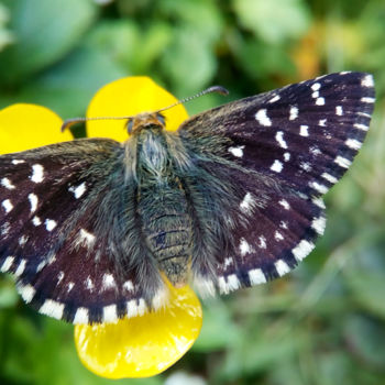 Fotografie getiteld "Black Butterfly" door Kristian Serbak, Origineel Kunstwerk, Digitale fotografie