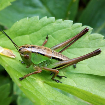 Φωτογραφία με τίτλο "Grasshoper" από Kristian Serbak, Αυθεντικά έργα τέχνης, Ψηφιακή φωτογραφία